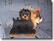 Aerosmit Boy Glamor Angel